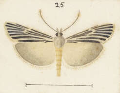 Image of Eudonia atmogramma Meyrick 1915