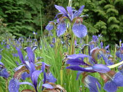 Image of German Iris