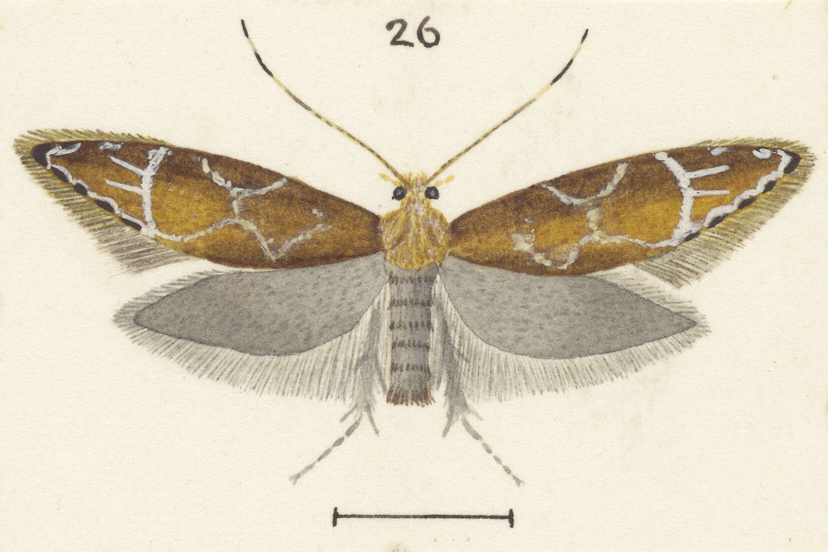 Image of Dryadaula castanea Philpott 1915