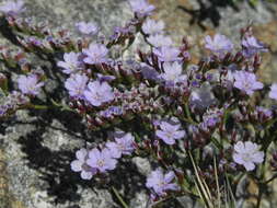 Image of Marsh Rosemary