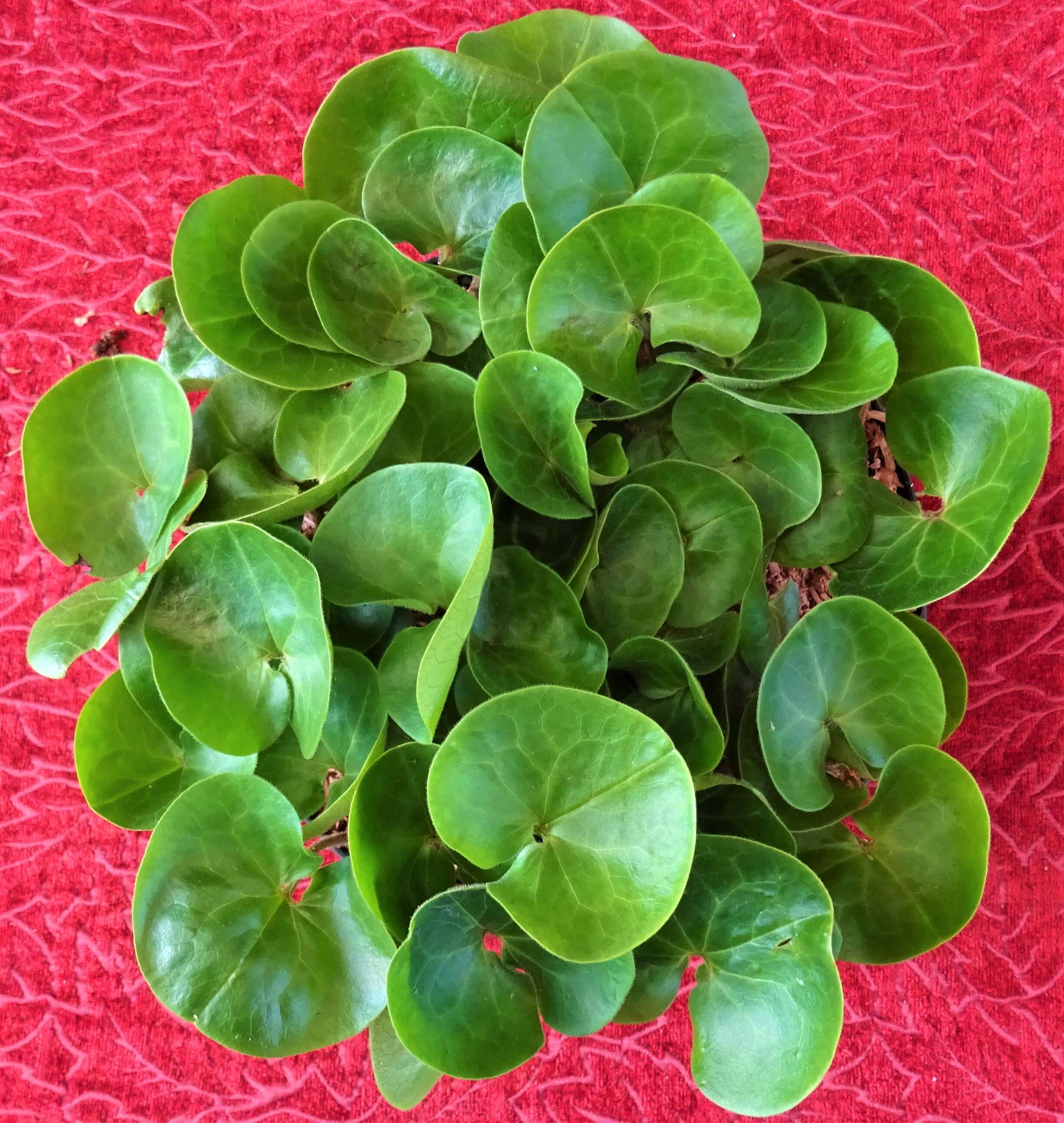 Image of European wild ginger