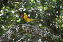 Image of Spot-breasted Oriole