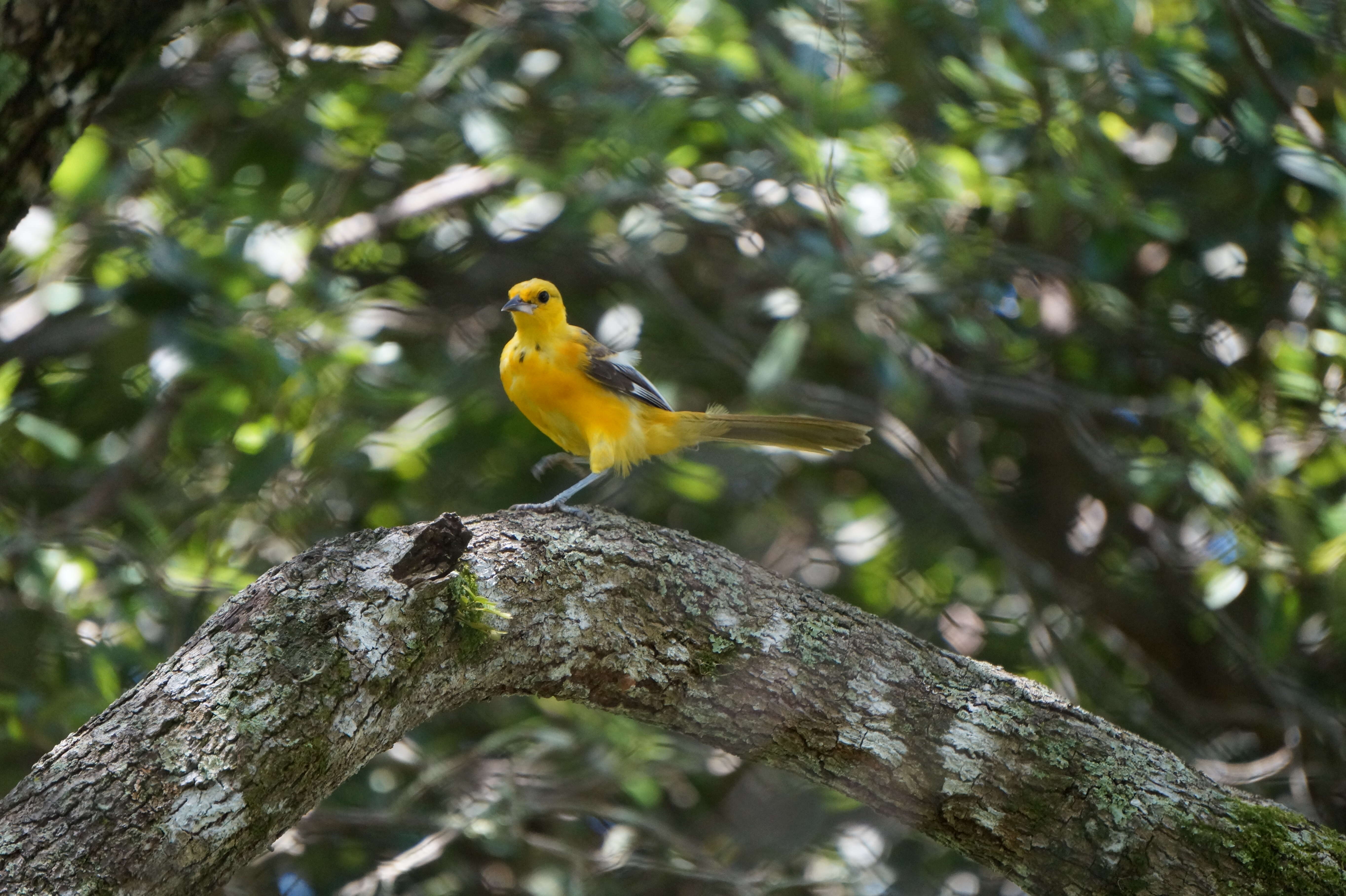 Image of Spot-breasted Oriole