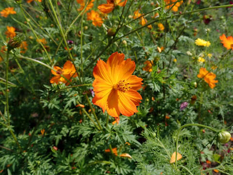 Image of sulphur cosmos