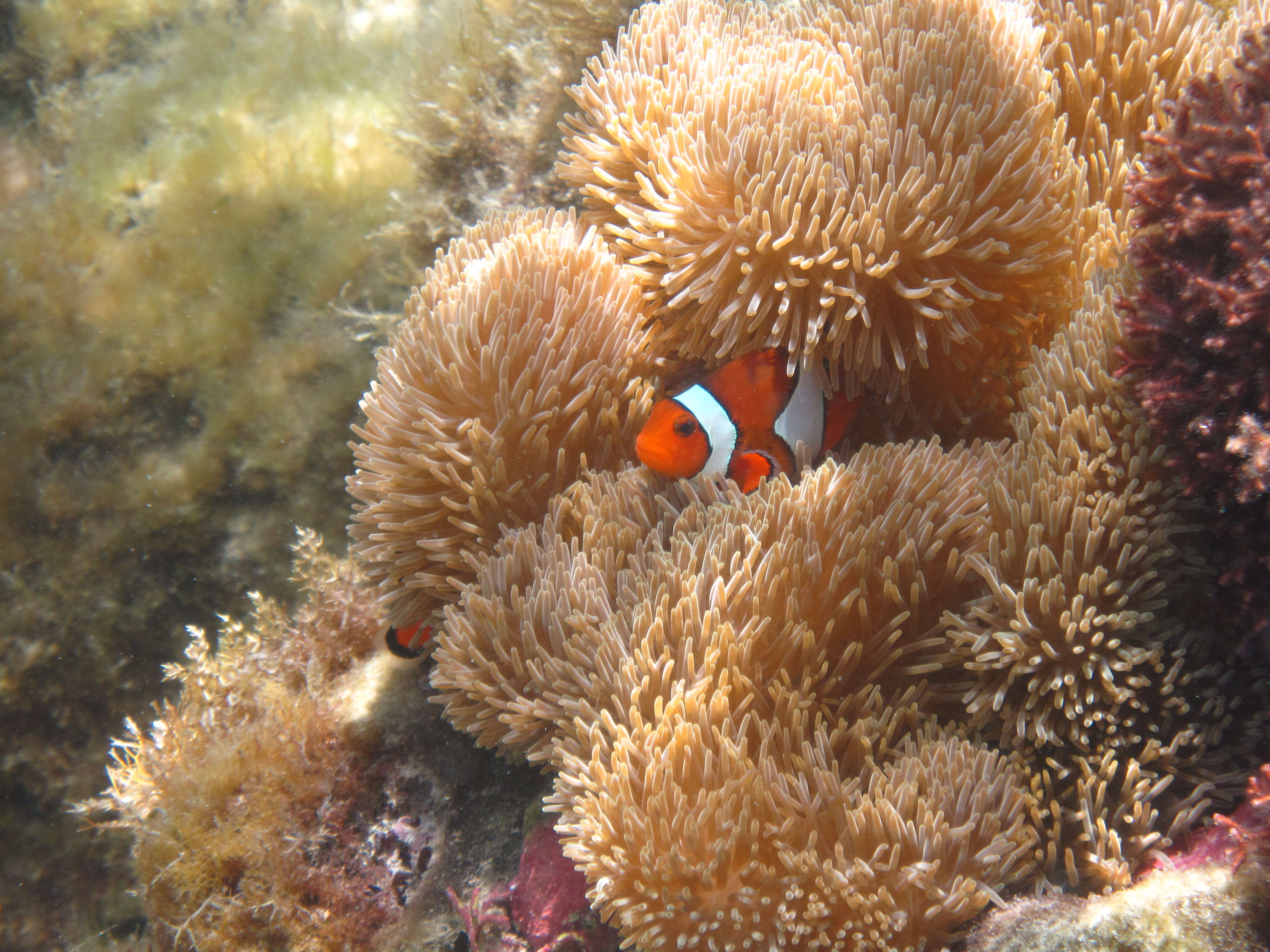 Image of Common clownfish