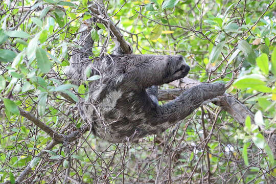 Image of Brown-throated Three-toed Sloth