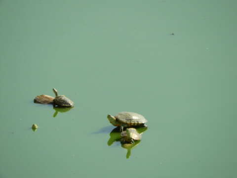 Image of Trachemys hartwegi