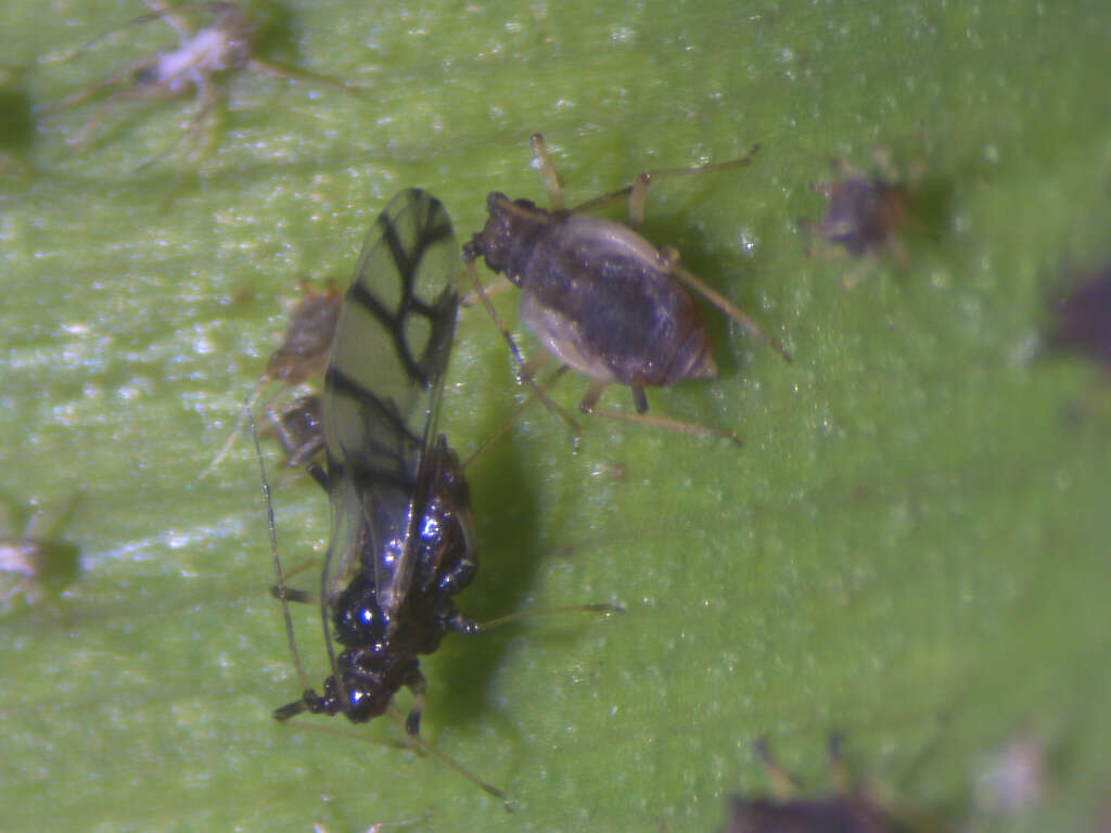 Image of Banana aphid