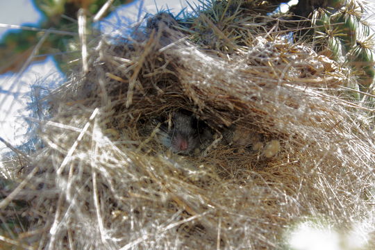 18.https www inaturalist org photos 2641792.580x360