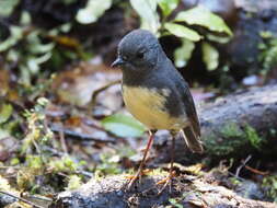 Image of New Zealand Robin