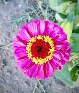 Imagem de Zinnia elegans Jacq.