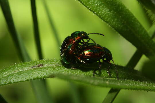 Image of Chrysolina fastuosa