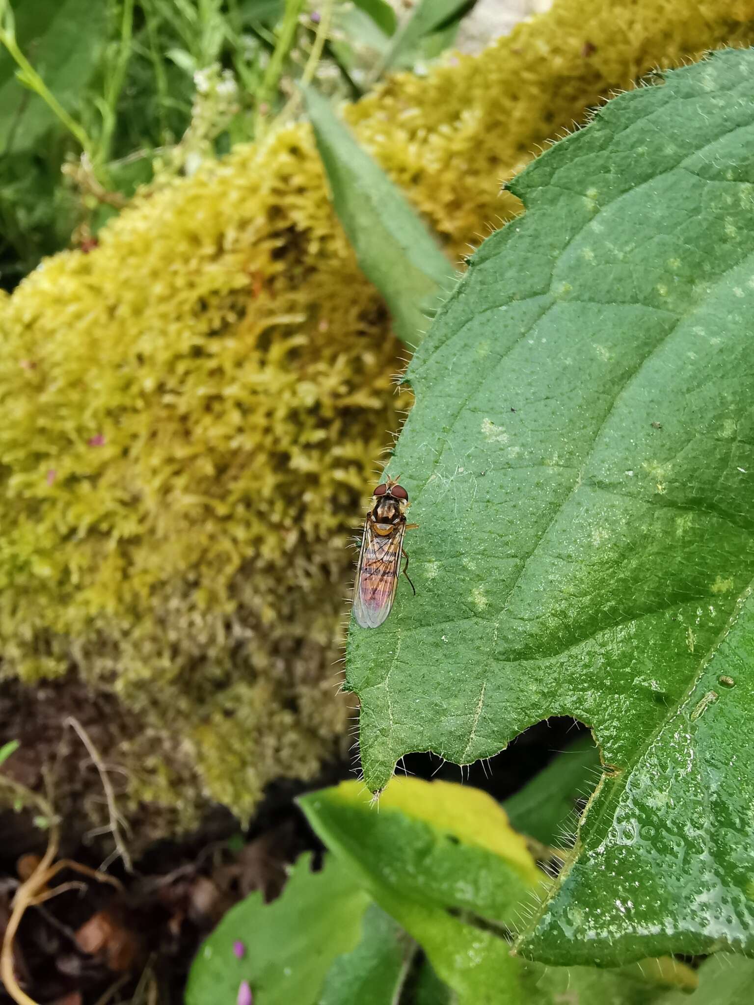 Image of Marmalade hoverfly