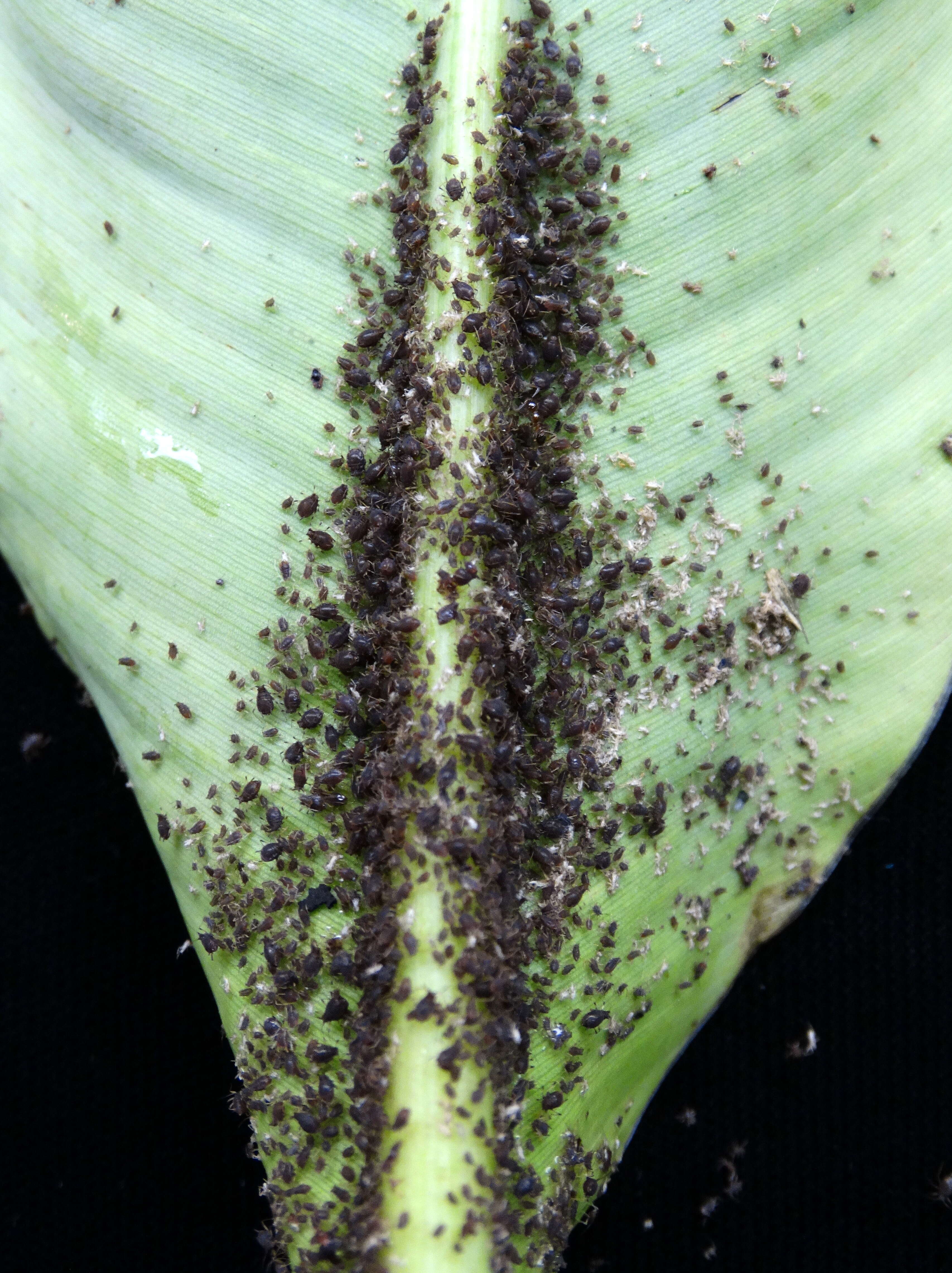 Image of Banana aphid