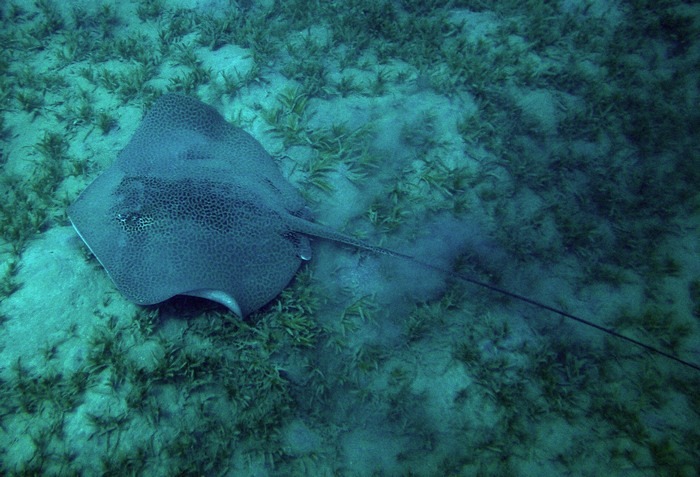 Image of Bleeker's Variegated Whipray