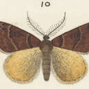 Image of Pseudocoremia fluminea Philpott 1926