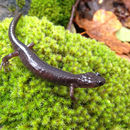 Image of Clouded Salamander
