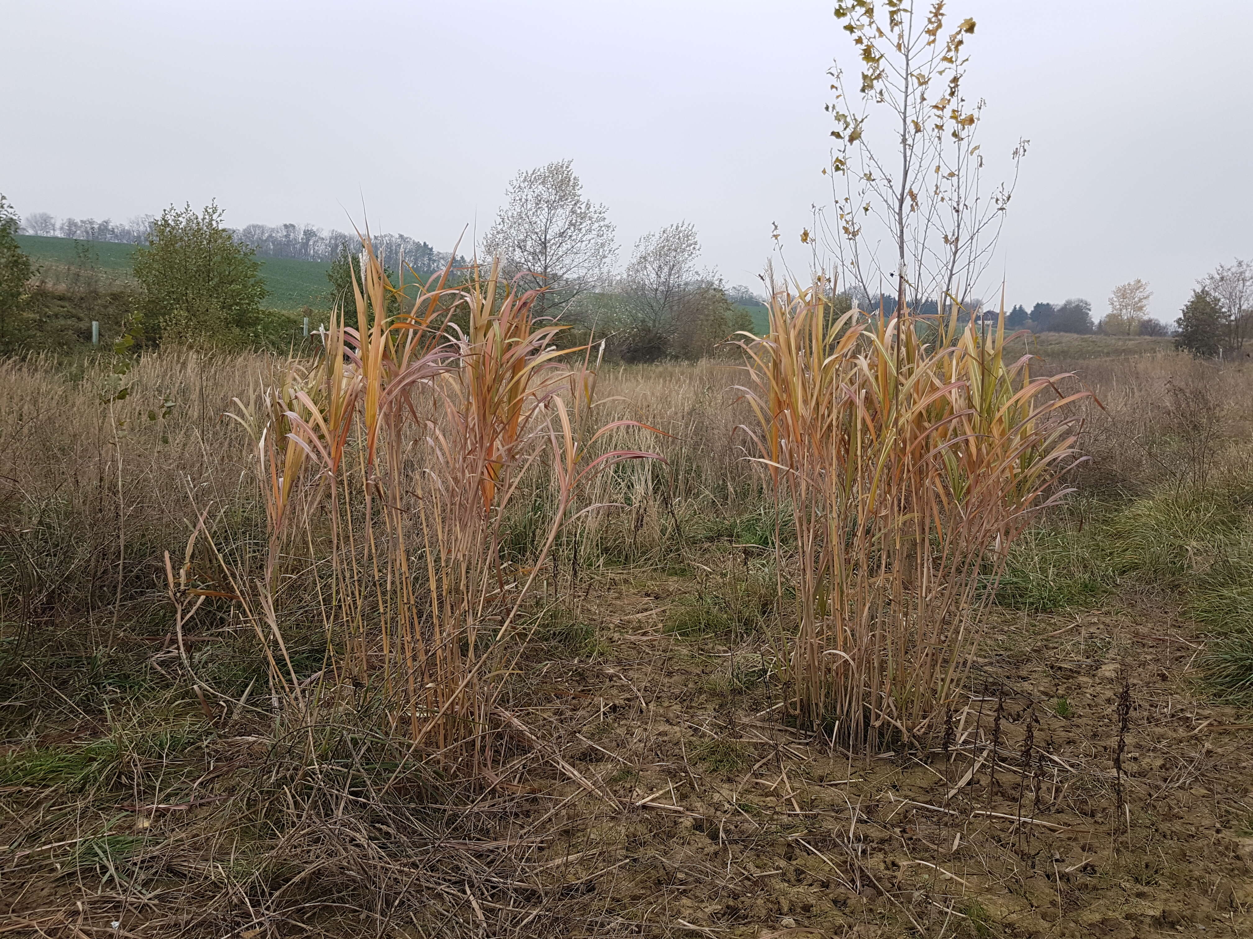 Слика од Miscanthus sacchariflorus (Maxim.) Benth. & Hook. fil. ex Franch.