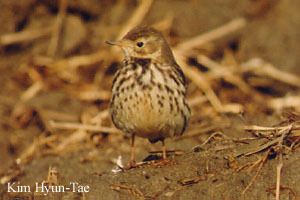 Image of Water Pipit