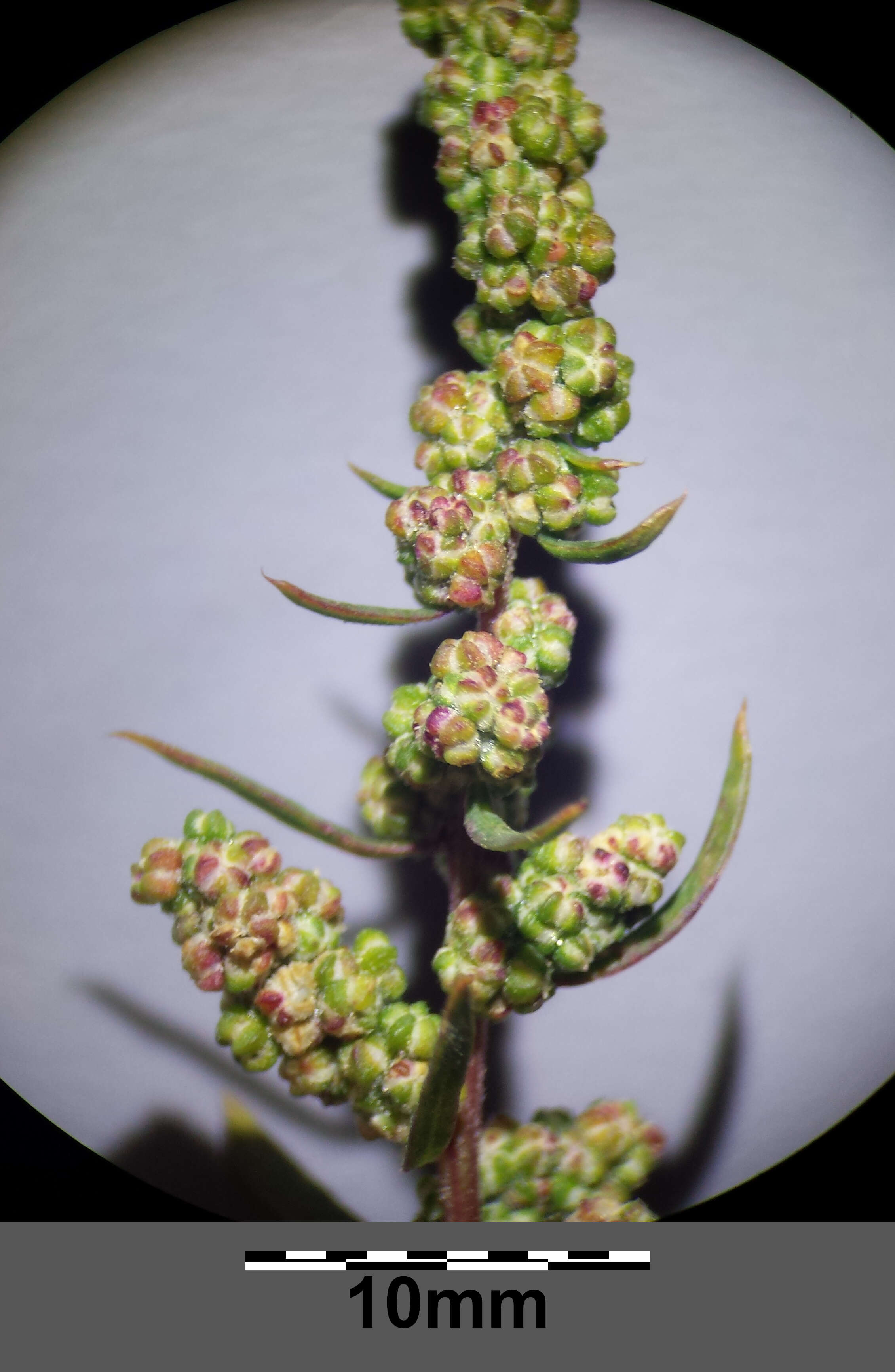 Plancia ëd Chenopodium strictum Roth