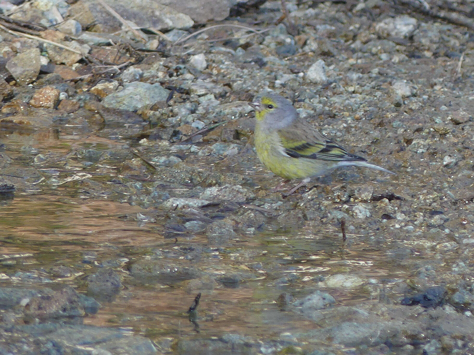 Image of Corsican Citril Finch