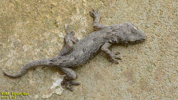 Image of Schlegel's Japanese Gecko