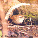 Image of Urosphena squameiceps (Swinhoe 1863)
