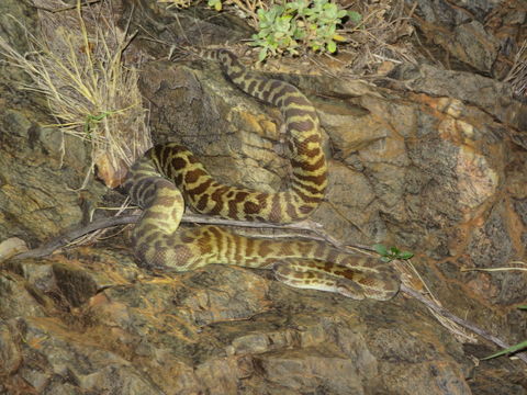 18.https www inaturalist org photos 2646539.580x360