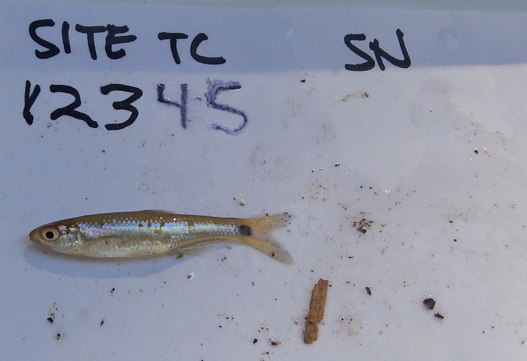 Image of Blacktail shiner