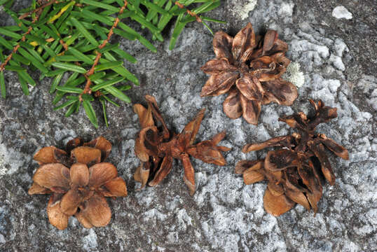 Image of Carolina Hemlock