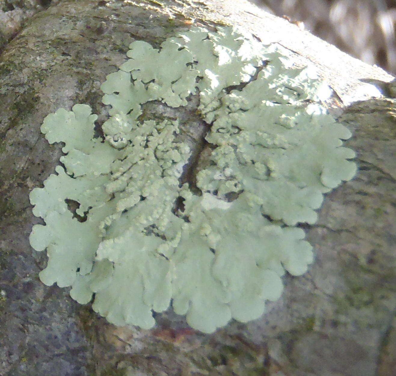 Image of Flavoparmelia soredians (Nyl.) Hale