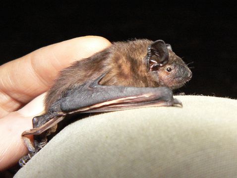 Image of Light-winged Lesser House Bat -- Thomas' House Bat