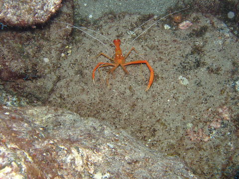 Image of Stenopus spinosus Risso 1827
