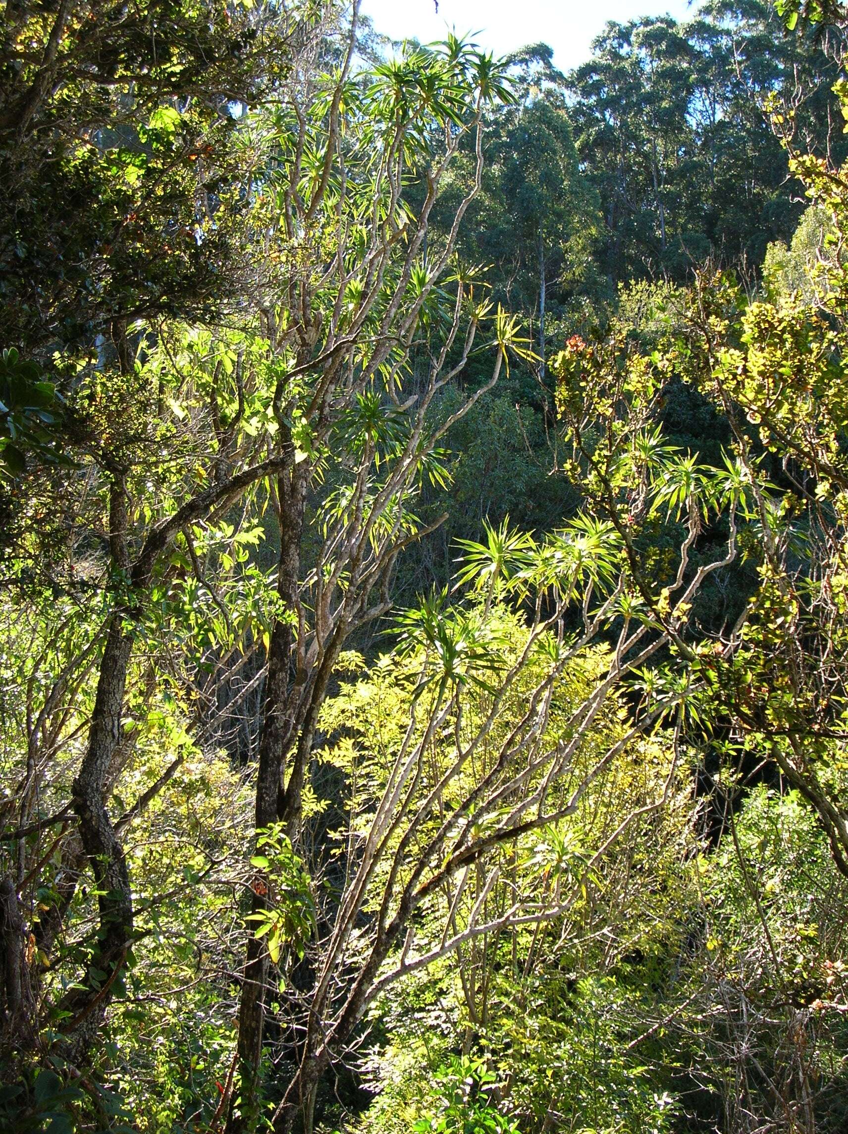 Plancia ëd Dracaena rockii (H. St. John) Jankalski