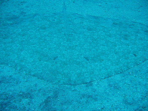 Image of Spiny Butterfly Ray