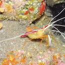 Image of Lysmata grabhami (Gordon 1935)