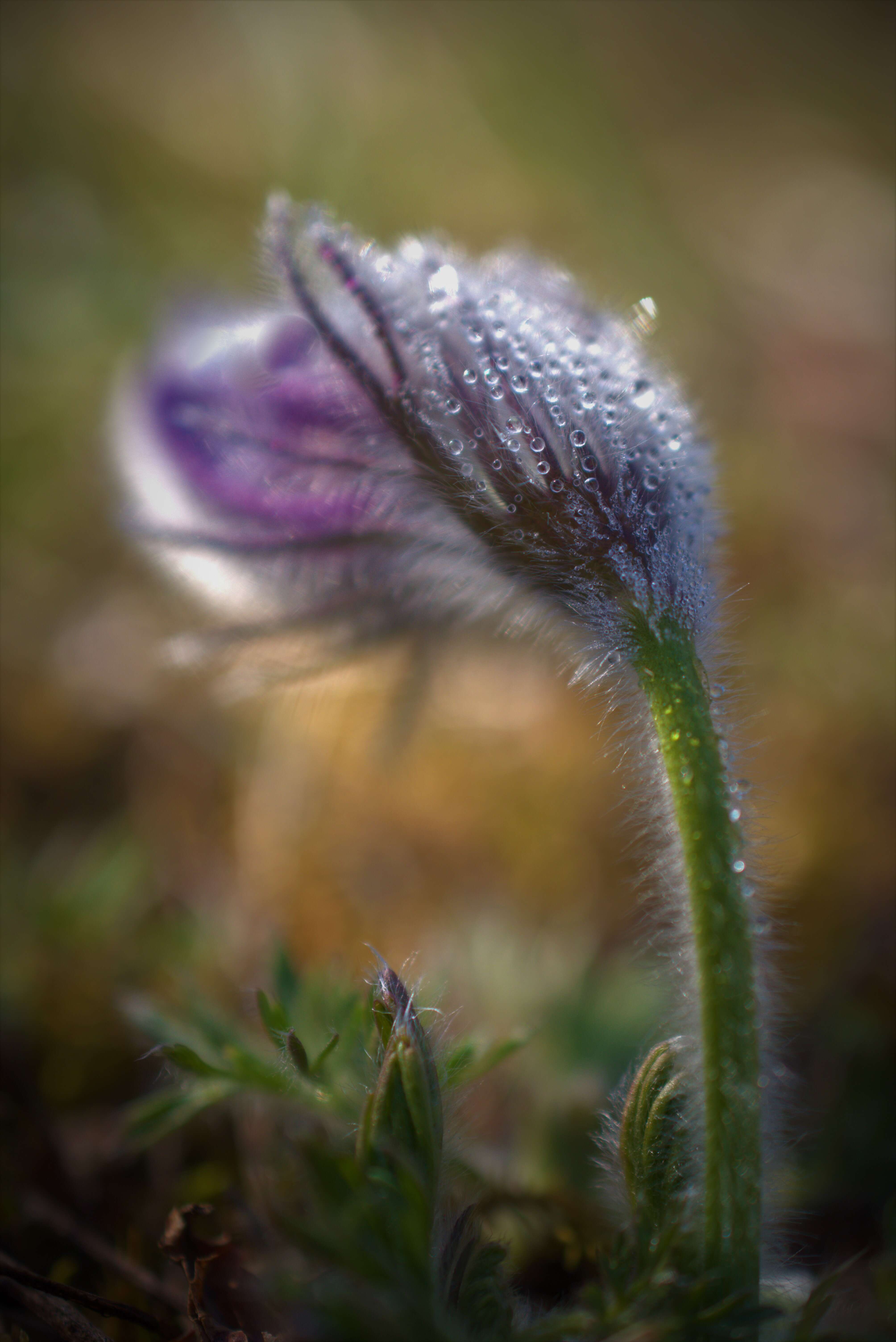 Imagem de Pulsatilla vulgaris Miller