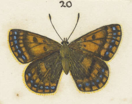 Image of Lycaena salustius (Fabricius 1793)