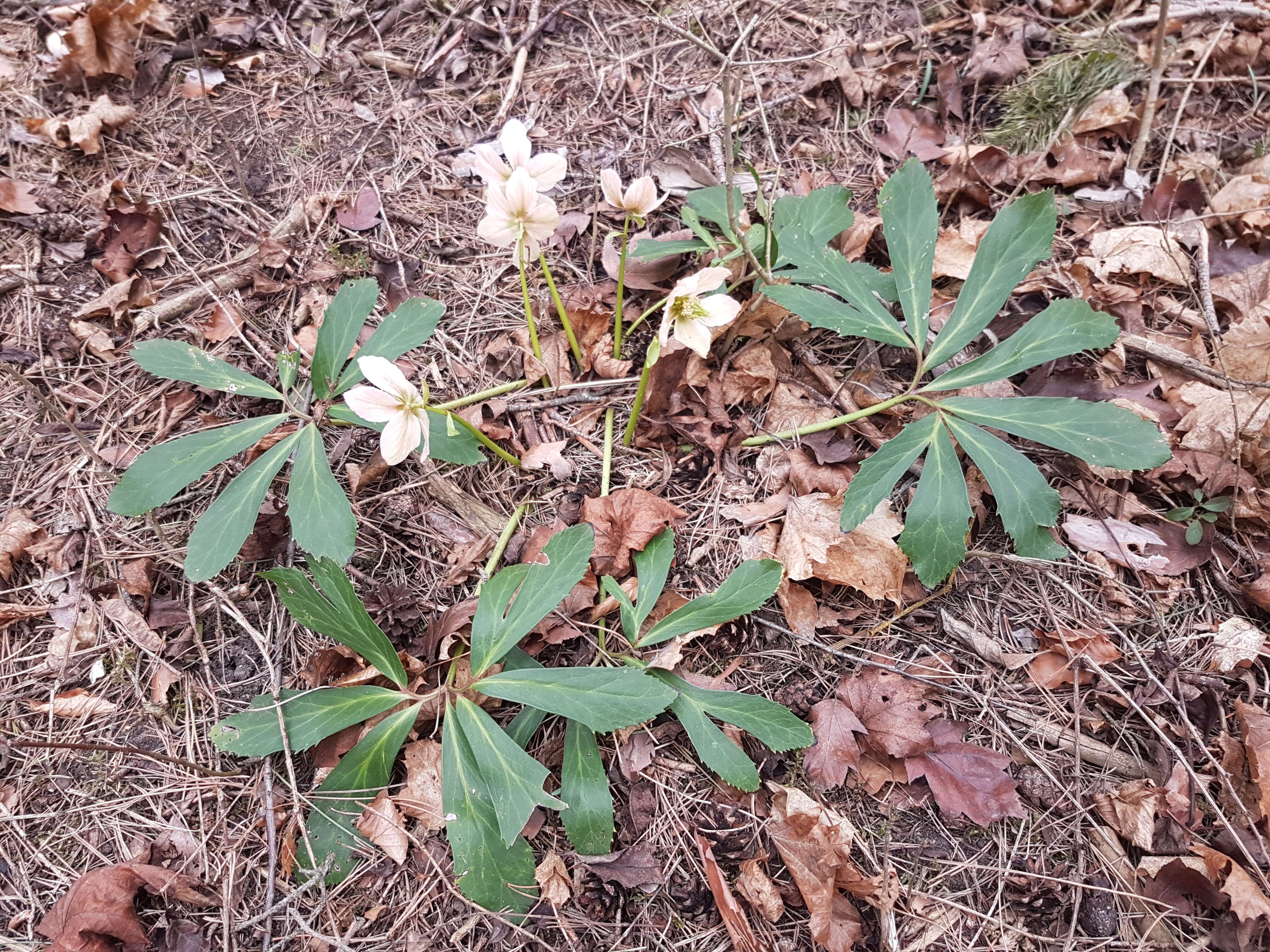 Image of black hellebore