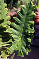 Image of Alocasia portei Schott