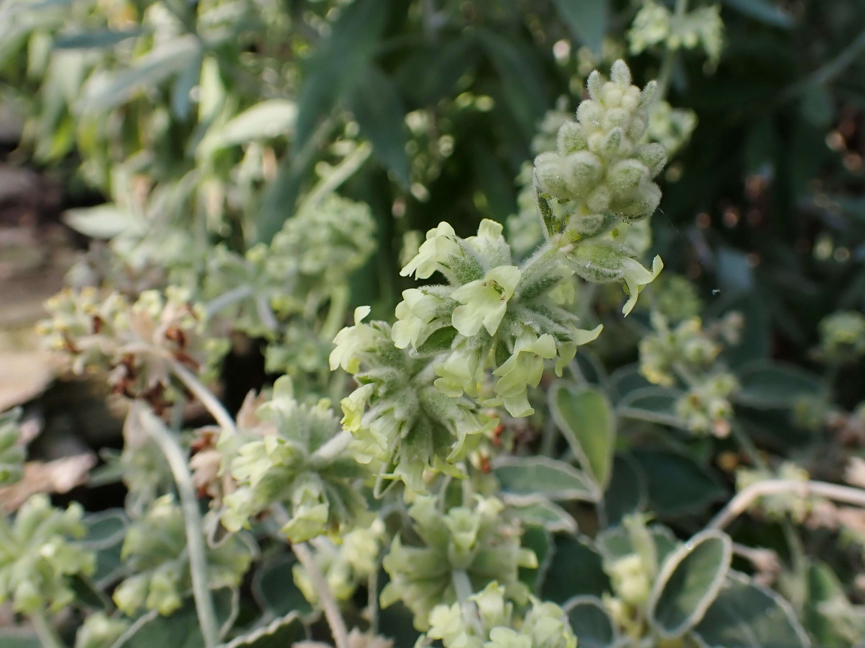 Image of Sideritis candicans Aiton