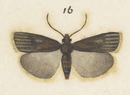 Image of Orocrambus ventosus Meyrick 1920