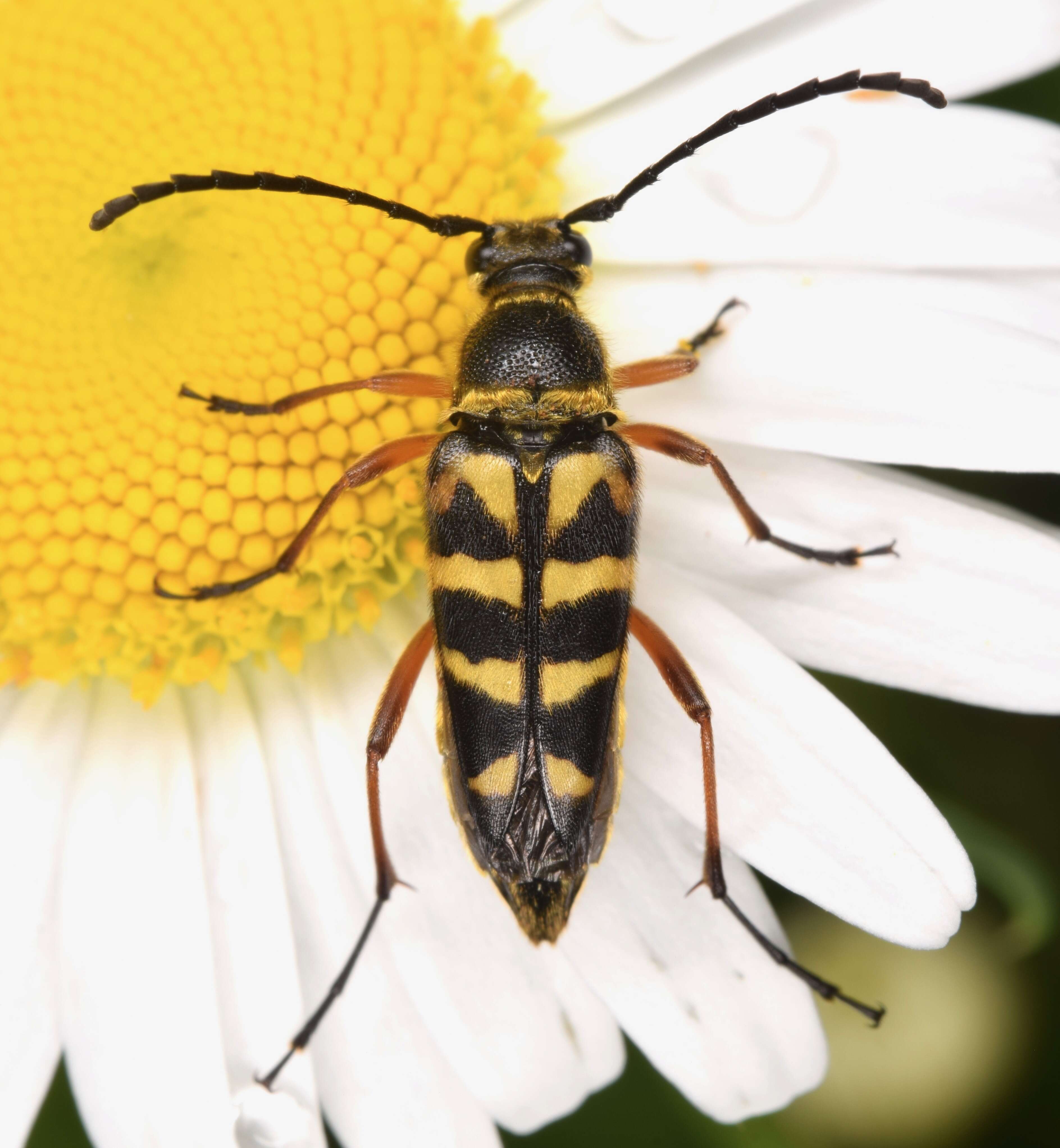 Image of Zebra Longhorn