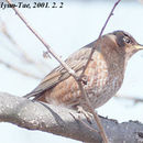 Image of Turdus naumanni Temminck 1820