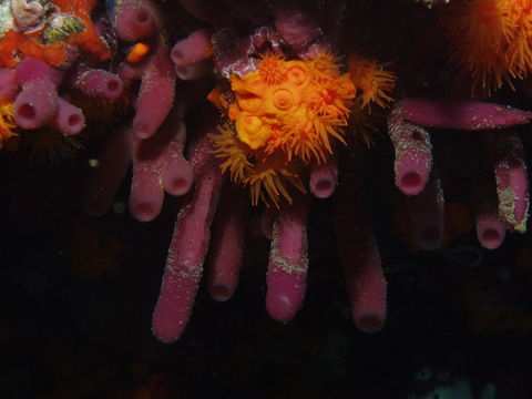 18.https www inaturalist org photos 2656036.580x360