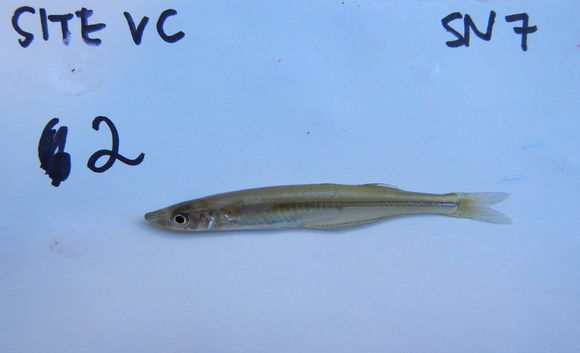 Image of Brook silverside