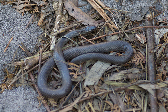 Image of Eastern Small-eyed Snake
