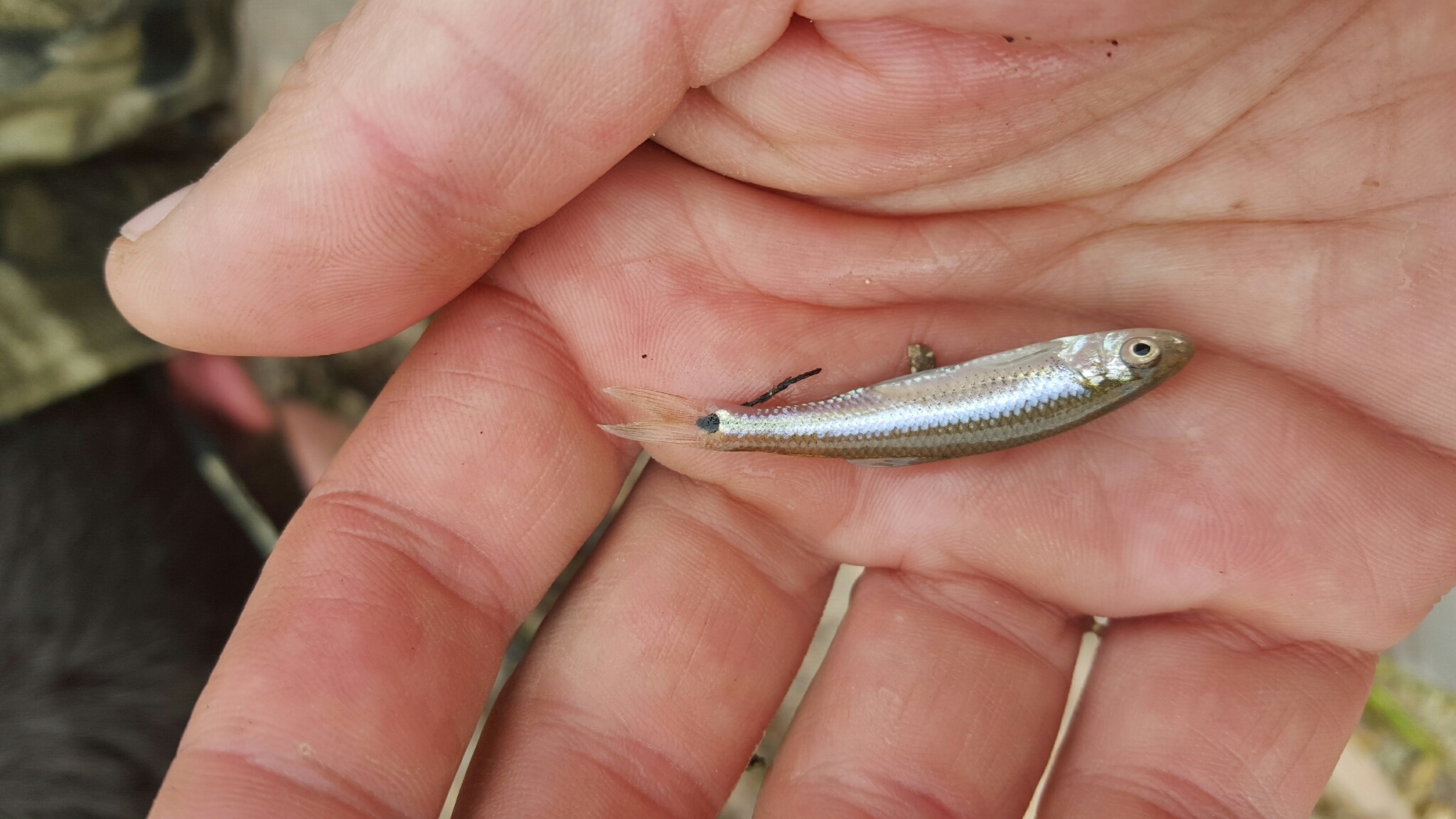 Image of Blacktail shiner