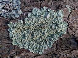 Image of Common greenshield lichen