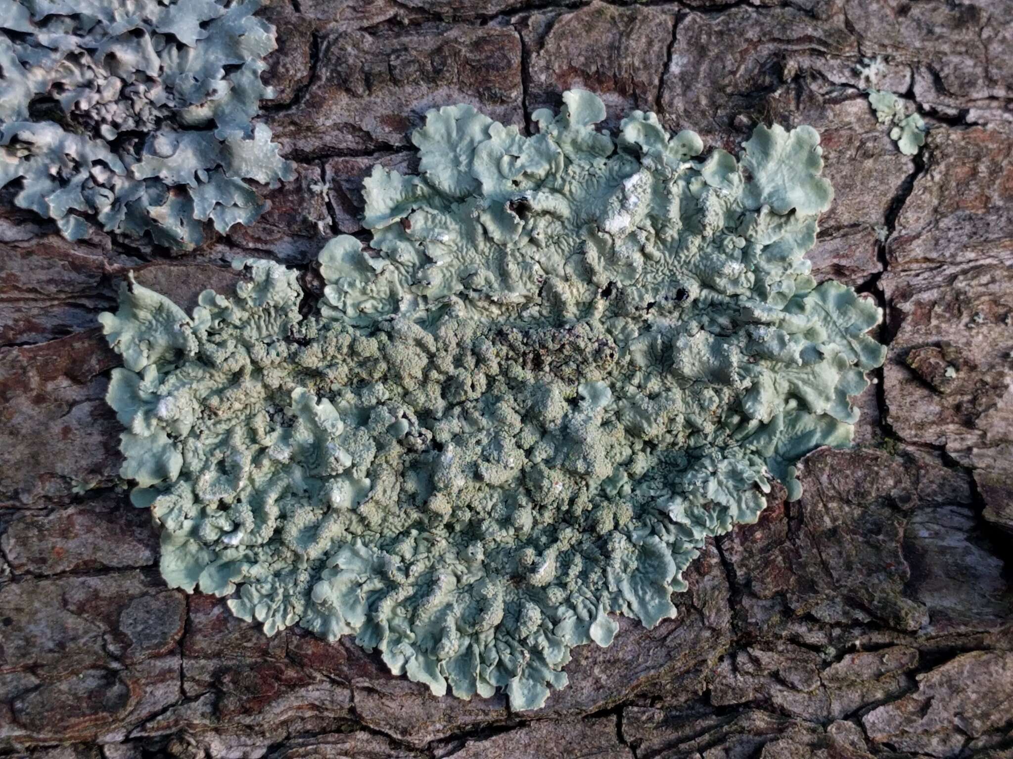 Image of Common greenshield lichen